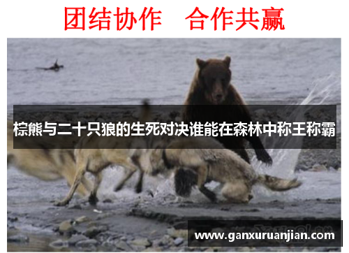 棕熊与二十只狼的生死对决谁能在森林中称王称霸